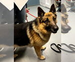 Small #3 German Shepherd Dog