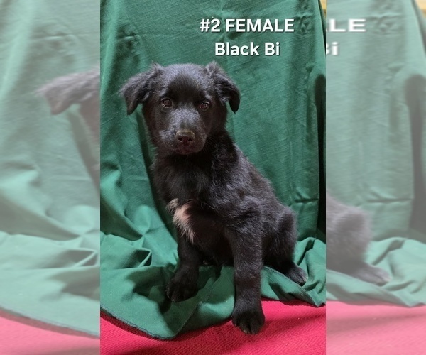 Medium Photo #6 Australian Shepherd Puppy For Sale in CLARKSVILLE, TX, USA