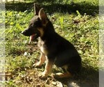 Puppy 2 German Shepherd Dog