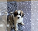 Puppy Puppy 2 Ref Saint Bernard