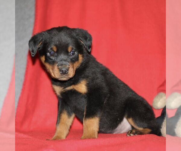 Medium Photo #4 Rottweiler Puppy For Sale in ATGLEN, PA, USA