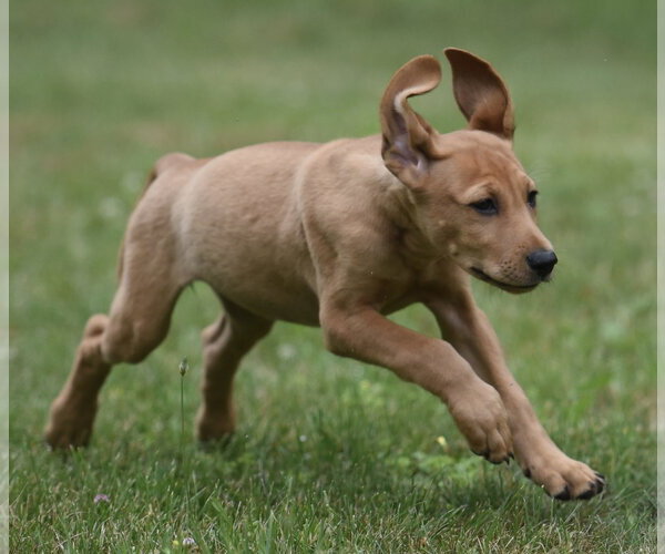 Medium Photo #1 Labrador Retriever-Unknown Mix Puppy For Sale in Mechanicsburg, PA, USA