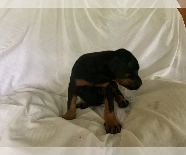 Medium Photo #6 Doberman Pinscher Puppy For Sale in ULYSSES, PA, USA