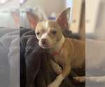 Small #3 Chihuahua