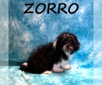 Image preview for Ad Listing. Nickname: Zorro