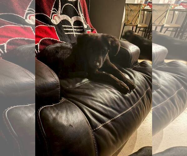 Medium Photo #4 German Shepherd Dog-Unknown Mix Puppy For Sale in Royal Palm Beach, FL, USA