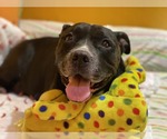 Small #1 American Pit Bull Terrier Mix