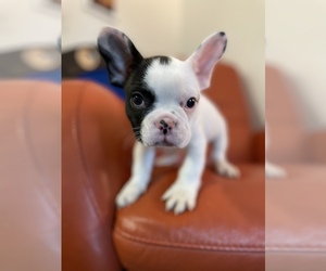 French Bulldog Puppy for sale in VIRGINIA BCH, VA, USA