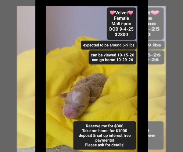 Medium Photo #1 Maltipoo (Toy) Puppy For Sale in TUCSON, AZ, USA