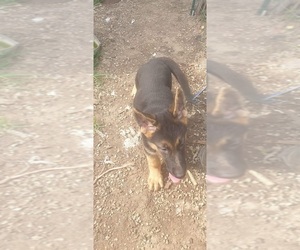 German Shepherd Dog Puppy for sale in VERSAILLES, OH, USA