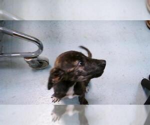 American Pit Bull Terrier-Unknown Mix Dogs for adoption in Tulsa, OK, USA