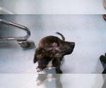 Small American Pit Bull Terrier Mix
