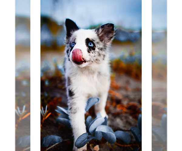 Medium Photo #17 Border Collie Puppy For Sale in STRAFFORD, MO, USA