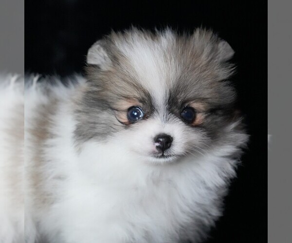 Medium Photo #5 Pomeranian Puppy For Sale in ROCK VALLEY, IA, USA