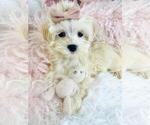 Small Photo #2 Maltese Puppy For Sale in PEMBROKE PINES, FL, USA