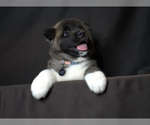 Small Photo #1 Akita Puppy For Sale in YONKERS, NY, USA