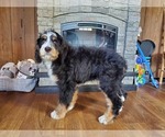 Small #8 Bernedoodle