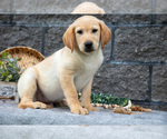 Puppy Link Labrador Retriever