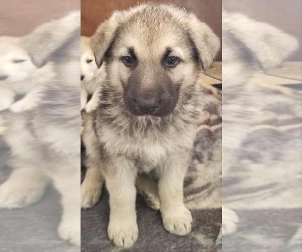 Medium Photo #4 German Shepherd Dog Puppy For Sale in PHOENIX, AZ, USA
