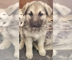 Small Photo #4 German Shepherd Dog Puppy For Sale in PHOENIX, AZ, USA