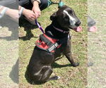 Small #1 Labrador Retriever Mix