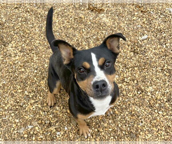 Medium Photo #3 Mutt Puppy For Sale in Anniston, AL, USA