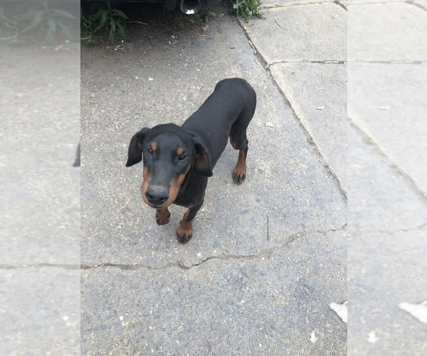Medium Photo #10 Doberman Pinscher Puppy For Sale in AKRON, OH, USA