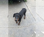 Small #9 Doberman Pinscher