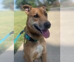 Small Photo #6 Greyhound-Unknown Mix Puppy For Sale in Flower Mound, TX, USA