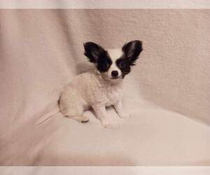 Chihuahua Puppy for Sale in DUNDALK, Maryland USA