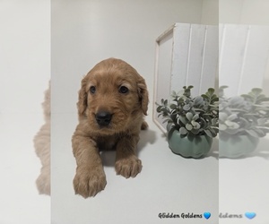 Golden Retriever Litter for sale in GOODYEAR, AZ, USA