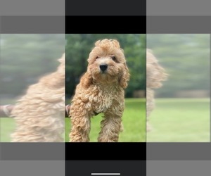 Cavapoo-Poodle (Standard) Mix Puppy for sale in LITHONIA, GA, USA