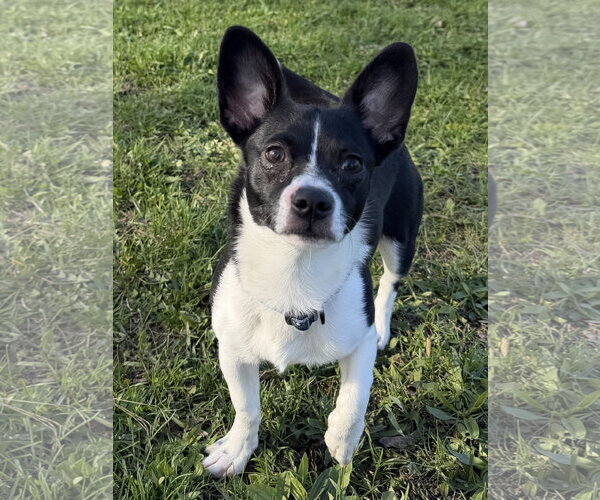 Medium Photo #2 Chihuahua-Unknown Mix Puppy For Sale in Jefferson, WI, USA