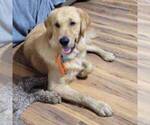 Small #6 Goldendoodle