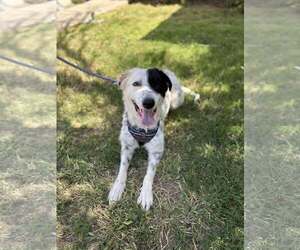 Border Collie-Great Pyrenees Mix Dogs for adoption in Visalia, CA, USA
