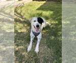 Small Border Collie-Great Pyrenees Mix
