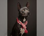 Small #7 American Pit Bull Terrier-American Staffordshire Terrier Mix