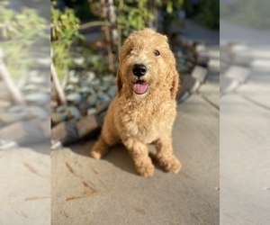 Goldendoodle Puppy for Sale in ANAHEIM, California USA