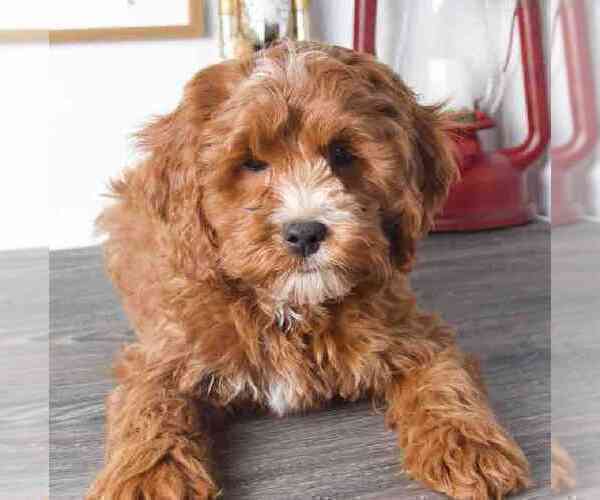 Medium Photo #2 Cavapoo Puppy For Sale in RED LION, PA, USA
