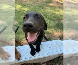 Labrador Retriever Dogs for adoption in OPELIKA, AL, USA