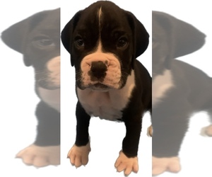 Boxer Puppy for sale in HANOVER, PA, USA