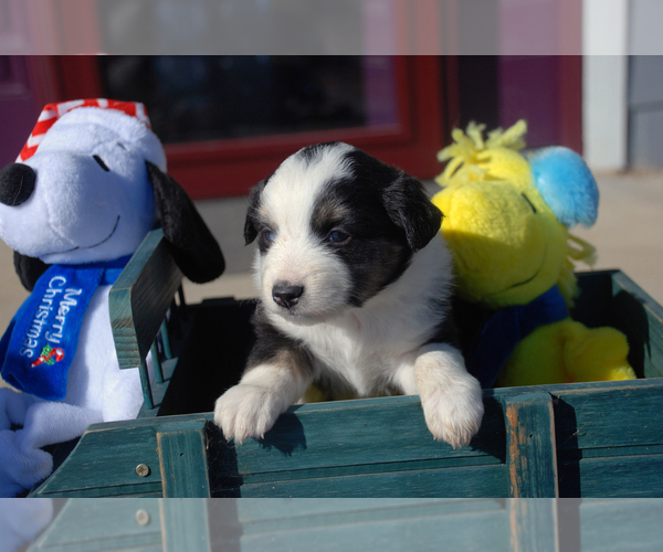 Medium Photo #3 Miniature Australian Shepherd Puppy For Sale in WITTMANN, AZ, USA
