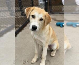 Great Pyrenees-Unknown Mix Dogs for adoption in Tulsa, OK, USA