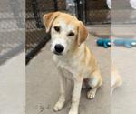 Small Great Pyrenees Mix