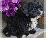 Small #1 Cavapoo