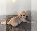 Small Photo #3 Golden Retriever Puppy For Sale in APPLE CREEK, OH, USA