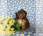 Small Photo #1 Havanese-Poodle (Toy) Mix Puppy For Sale in ELKTON, MD, USA