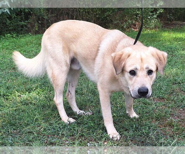 Medium Photo #4 Labrador Retriever-Unknown Mix Puppy For Sale in Wetumpka, AL, USA
