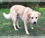Small #3 Labrador Retriever Mix
