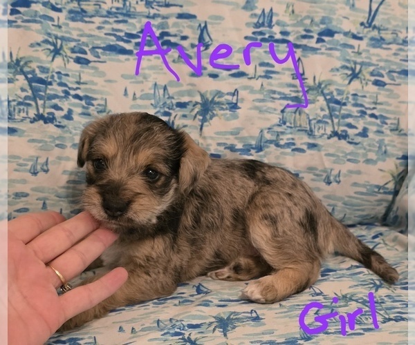 Medium Photo #18 Chizer Puppy For Sale in MONTEZUMA, GA, USA